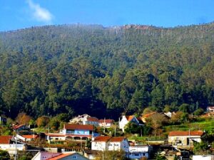 Эвкалиптовые леса в Португалии